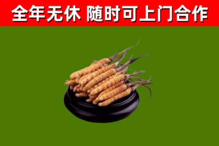 宜宾市回收散虫草
