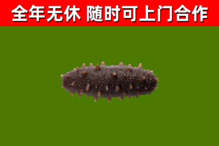 宜宾市回收海参干